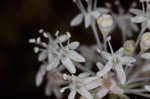 Dwarf ginseng